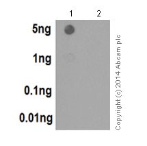 Dot Blot - Anti-Histone H3.3 antibody [EPR17899] - BSA and Azide free (AB208690), expandable thumbnail