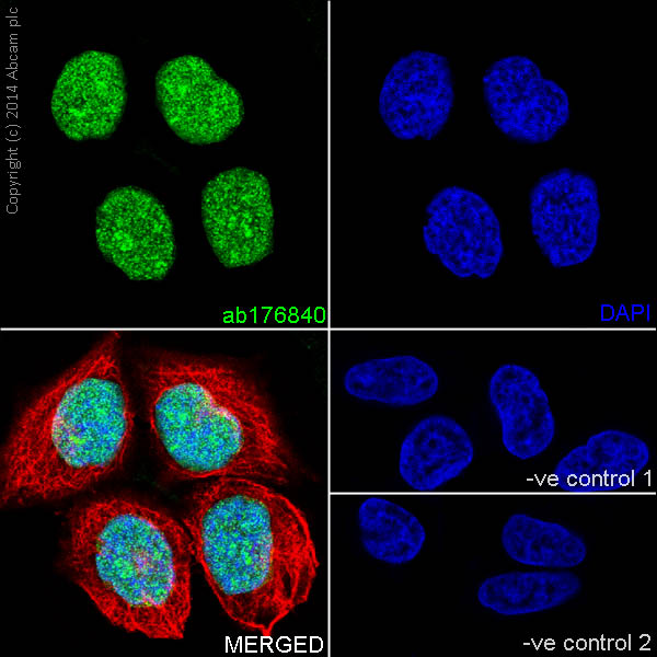 Immunocytochemistry/ Immunofluorescence - Anti-Histone H3.3 antibody [EPR17899] - BSA and Azide free (AB208690), expandable thumbnail