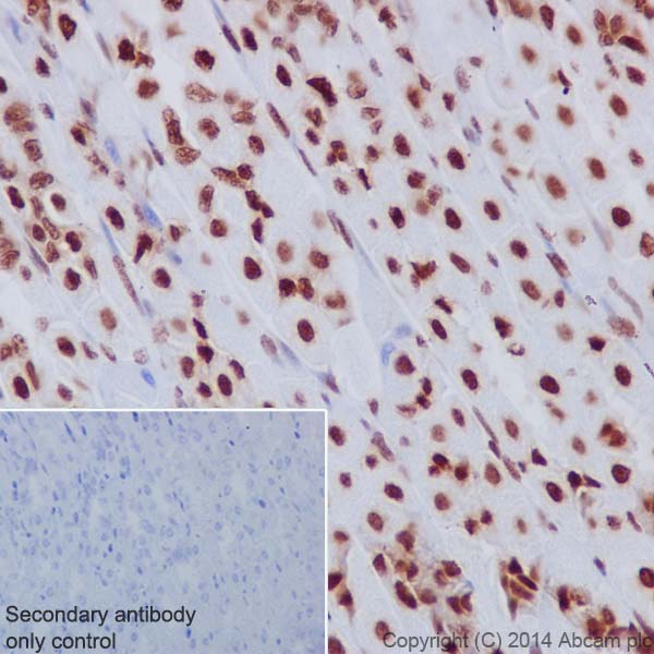 Immunohistochemistry (Formalin/PFA-fixed paraffin-embedded sections) - Anti-Histone H3.3 antibody [EPR17899] - BSA and Azide free (ab208690), expandable thumbnail