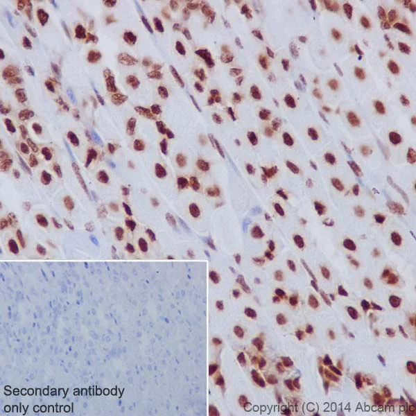 Immunohistochemistry (Formalin/PFA-fixed paraffin-embedded sections) - Anti-Histone H3.3 antibody [EPR17899] - BSA and Azide free (AB208690)