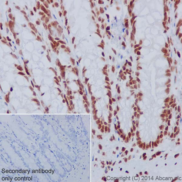 Immunohistochemistry (Formalin/PFA-fixed paraffin-embedded sections) - Anti-Histone H3.3 antibody [EPR17899] - BSA and Azide free (ab208690), expandable thumbnail