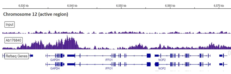 ChIP-sequencing - Anti-Histone H3.3 antibody [EPR17899] - ChIP Grade (AB176840)