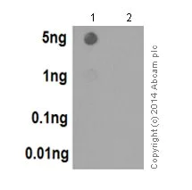 Dot Blot - Anti-Histone H3.3 antibody [EPR17899] - ChIP Grade (AB176840)