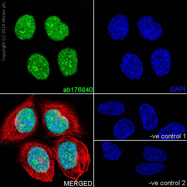Immunocytochemistry/ Immunofluorescence - Anti-Histone H3.3 antibody [EPR17899] - ChIP Grade (AB176840)
