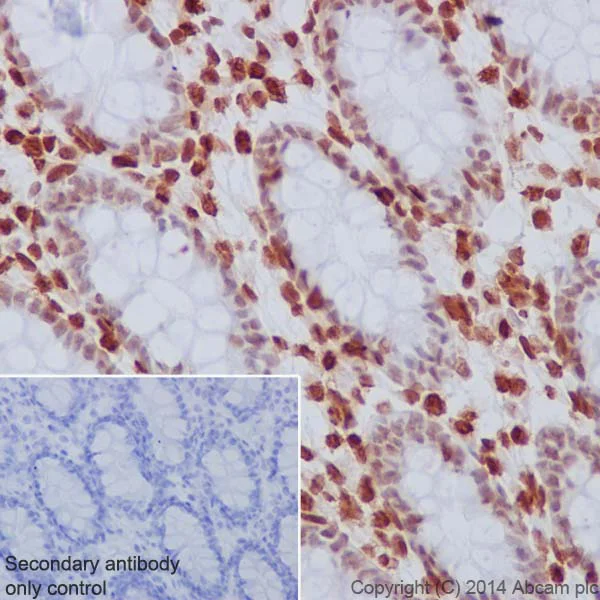 Immunohistochemistry (Formalin/PFA-fixed paraffin-embedded sections) - Anti-Histone H3.3 antibody [EPR17899] - ChIP Grade (AB176840)
