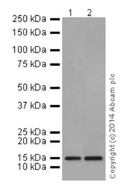 Western blot - Anti-Histone H3.3 antibody [EPR17899] - ChIP Grade (AB176840)