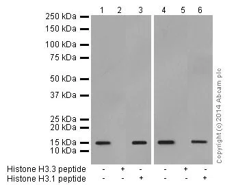 Western blot - Anti-Histone H3.3 antibody [EPR17899] - ChIP Grade (AB176840)