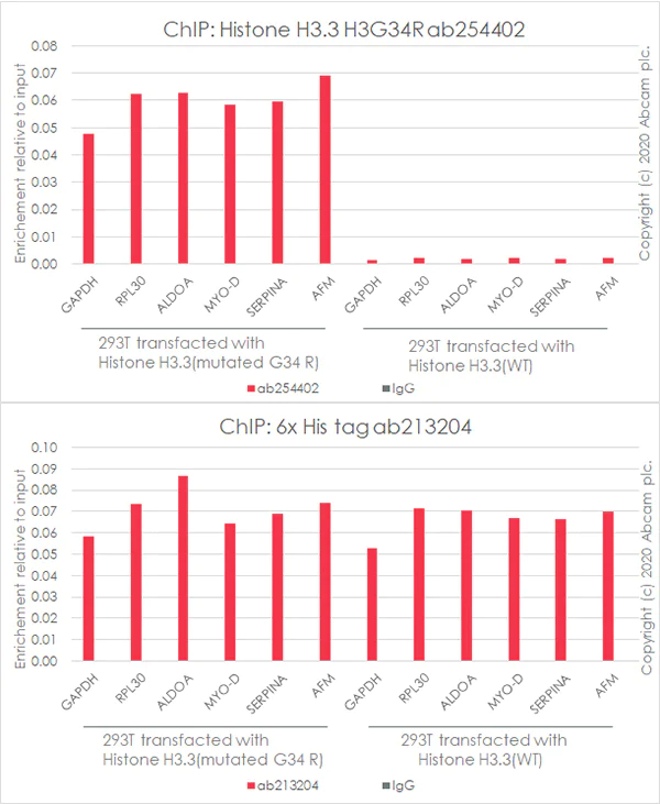 ChIP - Anti-Histone H3.3 (mutated G34R) antibody [EPR23519-91] - ChIP Grade - BSA and Azide free (AB273635)