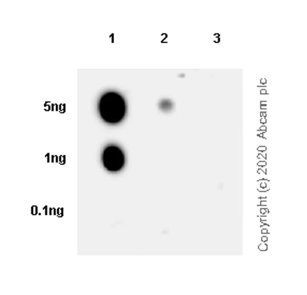 Dot Blot - Anti-Histone H3.3 (mutated G34R) antibody [EPR23519-91] - ChIP Grade - BSA and Azide free (AB273635)