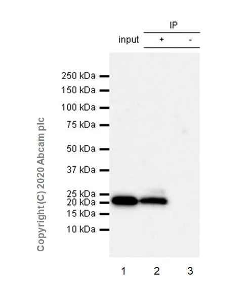 Immunoprecipitation - Anti-Histone H3.3 (mutated G34R) antibody [EPR23519-91] - ChIP Grade - BSA and Azide free (AB273635)