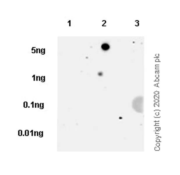 Dot Blot - Anti-Histone H3.3 (mutated G34V) antibody [EPR23520-5] - ChIP Grade - BSA and Azide free (AB272942)