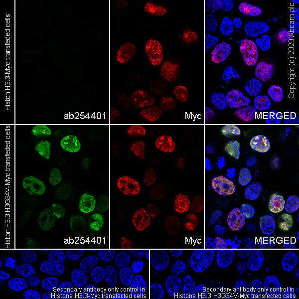 Immunocytochemistry/ Immunofluorescence - Anti-Histone H3.3 (mutated G34V) antibody [EPR23520-5] - ChIP Grade - BSA and Azide free (AB272942)