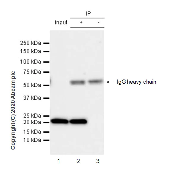 Immunoprecipitation - Anti-Histone H3.3 (mutated G34V) antibody [EPR23520-5] - ChIP Grade - BSA and Azide free (AB272942)