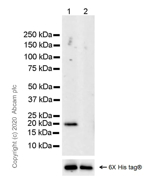 Western blot - Anti-Histone H3.3 (mutated G34W) antibody [EPR23581-39] - ChIP Grade (AB272691)