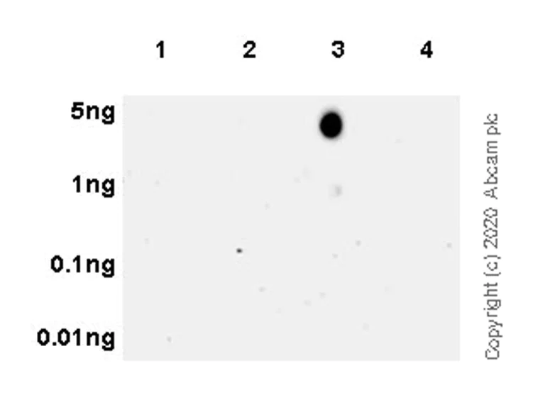 Dot Blot - Anti-Histone H3.3 (mutated G34W) antibody [EPR23581-39] - ChIP Grade - BSA and Azide free (AB272700)