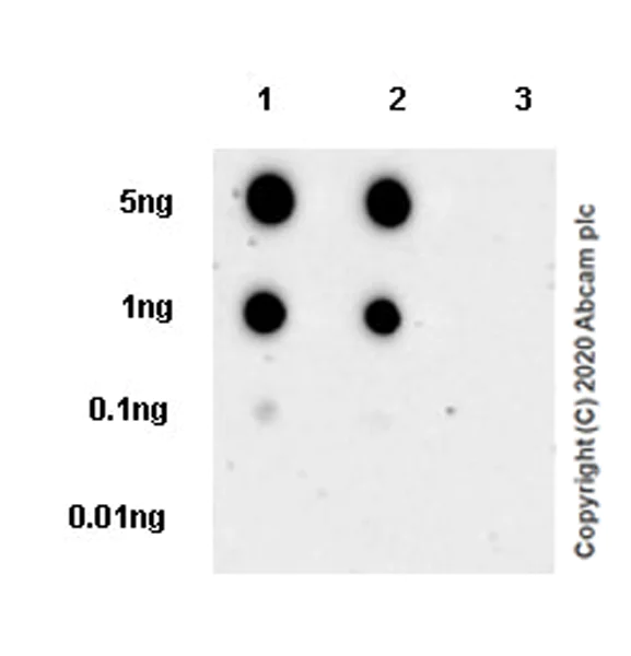 Dot Blot - Anti-Histone H3.3 (mutated K36M) antibody [EPR23526-89] - BSA and Azide free (AB277487)