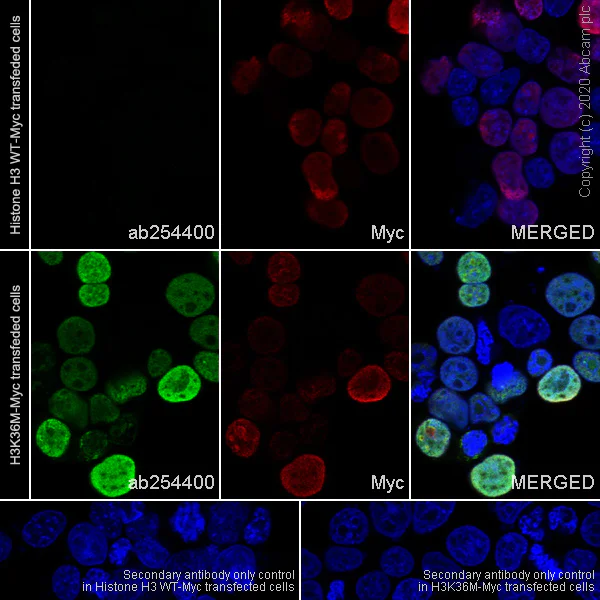Immunocytochemistry/ Immunofluorescence - Anti-Histone H3.3 (mutated K36M) antibody [EPR23526-89] - BSA and Azide free (AB277487)