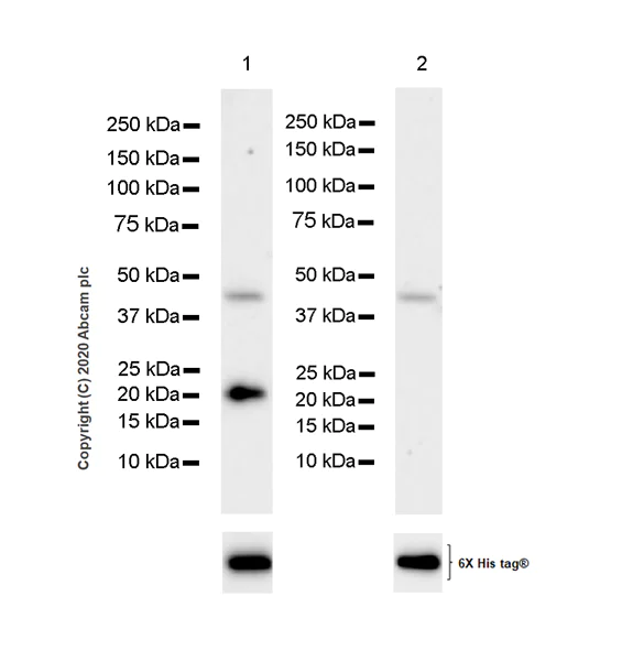 Western blot - Anti-Histone H3.3 (mutated K36M) antibody [EPR23526-89] - BSA and Azide free (AB277487)