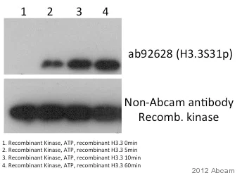 Western blot - Anti-Histone H3.3 (phospho S31) antibody [EPR1873] (AB92628)