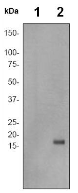 Western blot - Anti-Histone H3.3 (phospho S31) antibody [EPR1873] (AB92628)