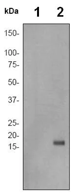 Western blot - Anti-Histone H3.3 (phospho S31) antibody [EPR1873] (AB92628)