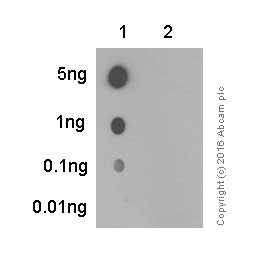 Dot Blot - Anti-Histone H3.3 (phospho S31) antibody [EPR1873] - BSA and Azide free (AB183300), expandable thumbnail
