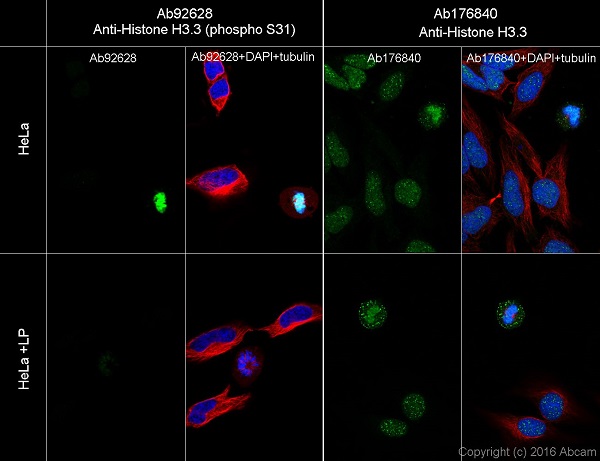 Immunocytochemistry/ Immunofluorescence - Anti-Histone H3.3 (phospho S31) antibody [EPR1873] - BSA and Azide free (AB183300), expandable thumbnail