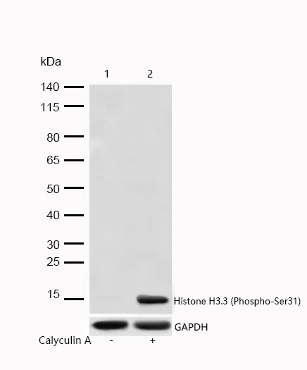Western blot - Anti-Histone H3.3 (phospho S31) antibody [SR1217] (AB326663)