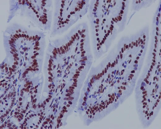 Immunohistochemistry (Formalin/PFA-fixed paraffin-embedded sections) - Anti-Histone H3.3C antibody [EPR10085(B)] (AB150417)