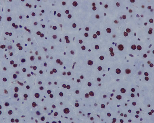 Immunohistochemistry (Formalin/PFA-fixed paraffin-embedded sections) - Anti-Histone H3.3C antibody [EPR10085(B)] (AB150417)