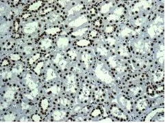 Immunohistochemistry (Formalin/PFA-fixed paraffin-embedded sections) - Anti-Histone H3.3C antibody [EPR10085(B)] (AB150417)