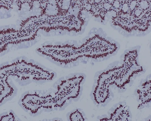 Immunohistochemistry (Formalin/PFA-fixed paraffin-embedded sections) - Anti-Histone H3.3C antibody [EPR10085(B)] - BSA and Azide free (AB177028)