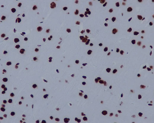 Immunohistochemistry (Formalin/PFA-fixed paraffin-embedded sections) - Anti-Histone H3.3C antibody [EPR10085(B)] - BSA and Azide free (AB177028)