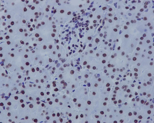 Immunohistochemistry (Formalin/PFA-fixed paraffin-embedded sections) - Anti-Histone H3.3C antibody [EPR10085(B)] - BSA and Azide free (AB177028)