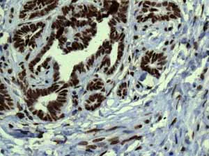 Immunohistochemistry (Formalin/PFA-fixed paraffin-embedded sections) - Anti-Histone H3.3C antibody [EPR10085(B)] - BSA and Azide free (AB177028)