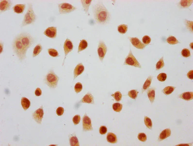 Immunocytochemistry - Anti-Histone H4 (2-hydroxyisobutyryl K8) antibody (AB241250)