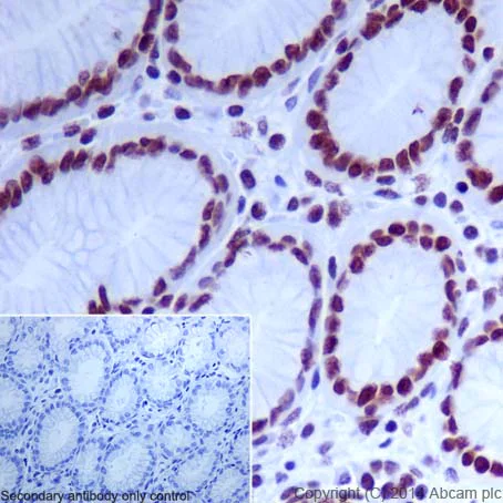 Immunohistochemistry (Formalin/PFA-fixed paraffin-embedded sections) - Anti-Histone H4 (acetyl K12) antibody [EPR17906] - BSA and Azide free (AB249998)