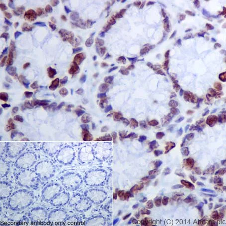 Immunohistochemistry (Formalin/PFA-fixed paraffin-embedded sections) - Anti-Histone H4 (acetyl K12) antibody [EPR17906] - BSA and Azide free (AB249998)