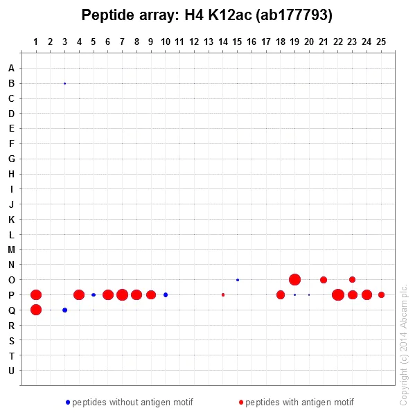 Peptide Array - Anti-Histone H4 (acetyl K12) antibody [EPR17906] - BSA and Azide free (AB249998)