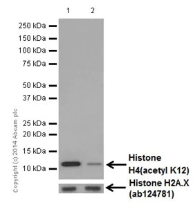 Western blot - Anti-Histone H4 (acetyl K12) antibody [EPR17906] - BSA and Azide free (AB249998)