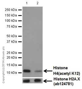 Western blot - Anti-Histone H4 (acetyl K12) antibody [EPR17906] - BSA and Azide free (AB249998)