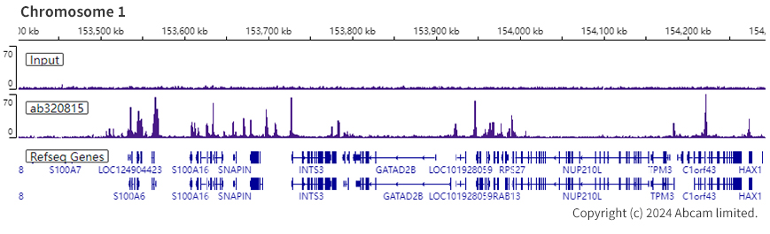 ChIP-sequencing - Anti-Histone H4 (acetyl K12) antibody [EPR28340-173] (AB320815), expandable thumbnail