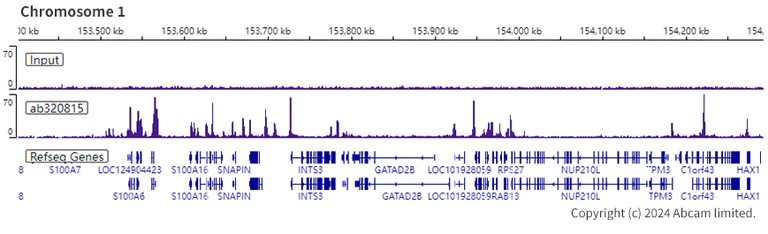 ChIP-sequencing - Anti-Histone H4 (acetyl K12) antibody [EPR28340-173] (AB320815)
