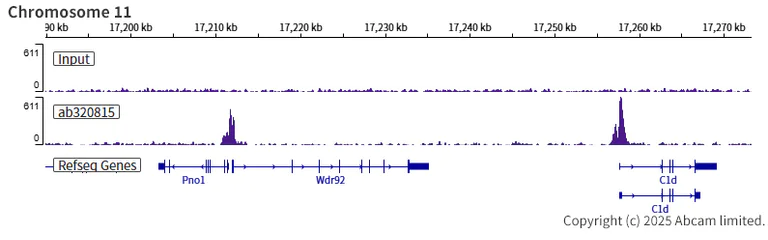 ChIP-sequencing - Anti-Histone H4 (acetyl K12) antibody [EPR28340-173] (AB320815)