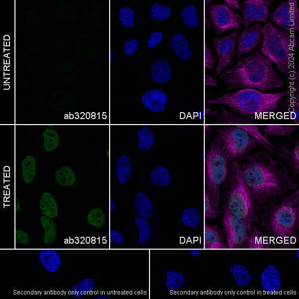 Immunocytochemistry/ Immunofluorescence - Anti-Histone H4 (acetyl K12) antibody [EPR28340-173] (AB320815)