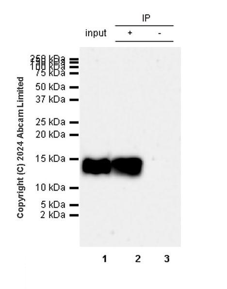 Immunoprecipitation - Anti-Histone H4 (acetyl K12) antibody [EPR28340-173] (ab320815), expandable thumbnail
