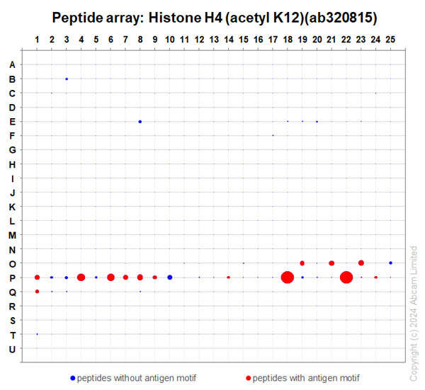 Peptide Array - Anti-Histone H4 (acetyl K12) antibody [EPR28340-173] (AB320815), expandable thumbnail