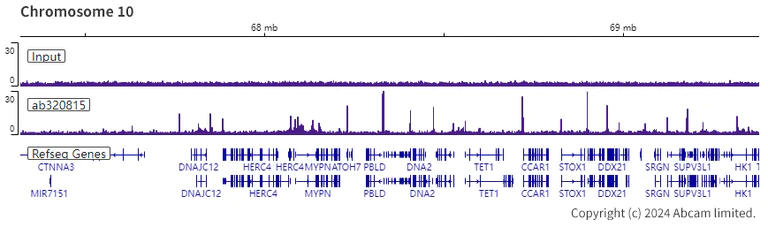 ChIP-sequencing - Anti-Histone H4 (acetyl K12) antibody [EPR28340-173] - BSA and Azide free (AB320816)