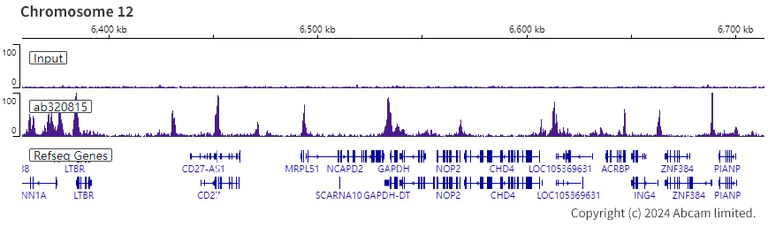 ChIP-sequencing - Anti-Histone H4 (acetyl K12) antibody [EPR28340-173] - BSA and Azide free (AB320816)