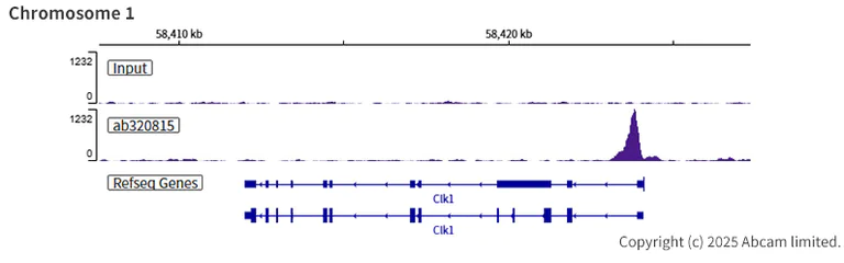 ChIP-sequencing - Anti-Histone H4 (acetyl K12) antibody [EPR28340-173] - BSA and Azide free (AB320816)